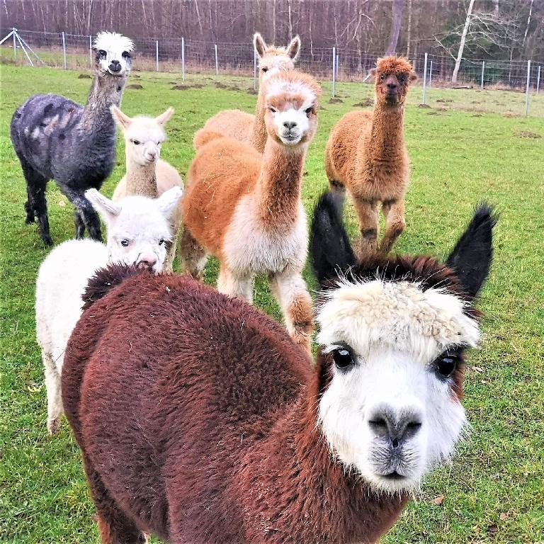 einen Kindergeburtstag mit Alpakas feiern im Raum Harsewinkel